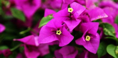 娱乐吃瓜酱三角梅